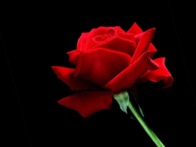 A Red Rose Pictures, Images and Photos