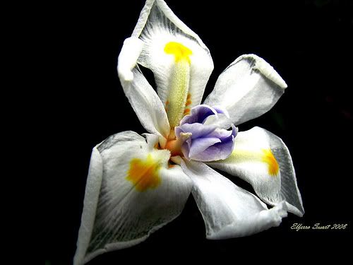African Iris © Aubryknight schulamtsdirektoren