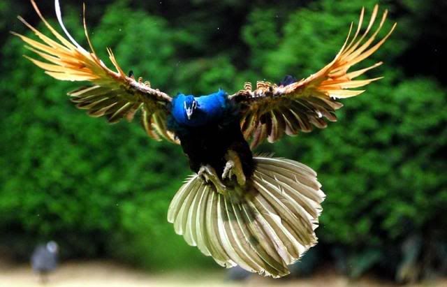 Peacock © Aubryknight dämlicher