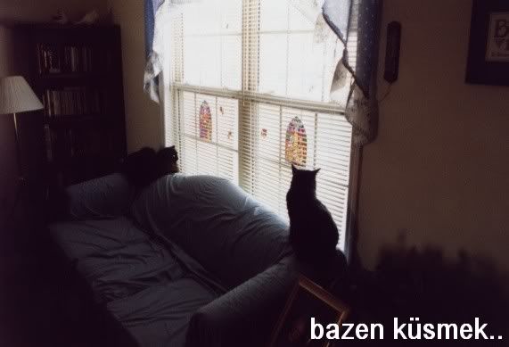 catswindowux6.jpg