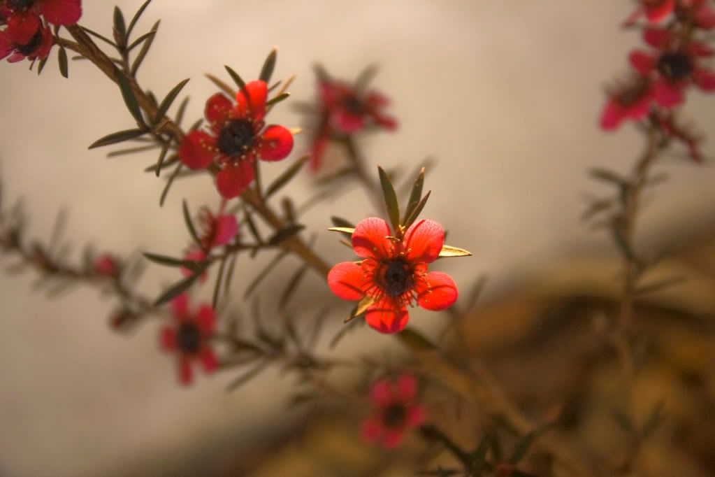 IMAGE: http://i802.photobucket.com/albums/yy304/SuperGuitarBitch/EOS/CurrimundiLake2.jpg