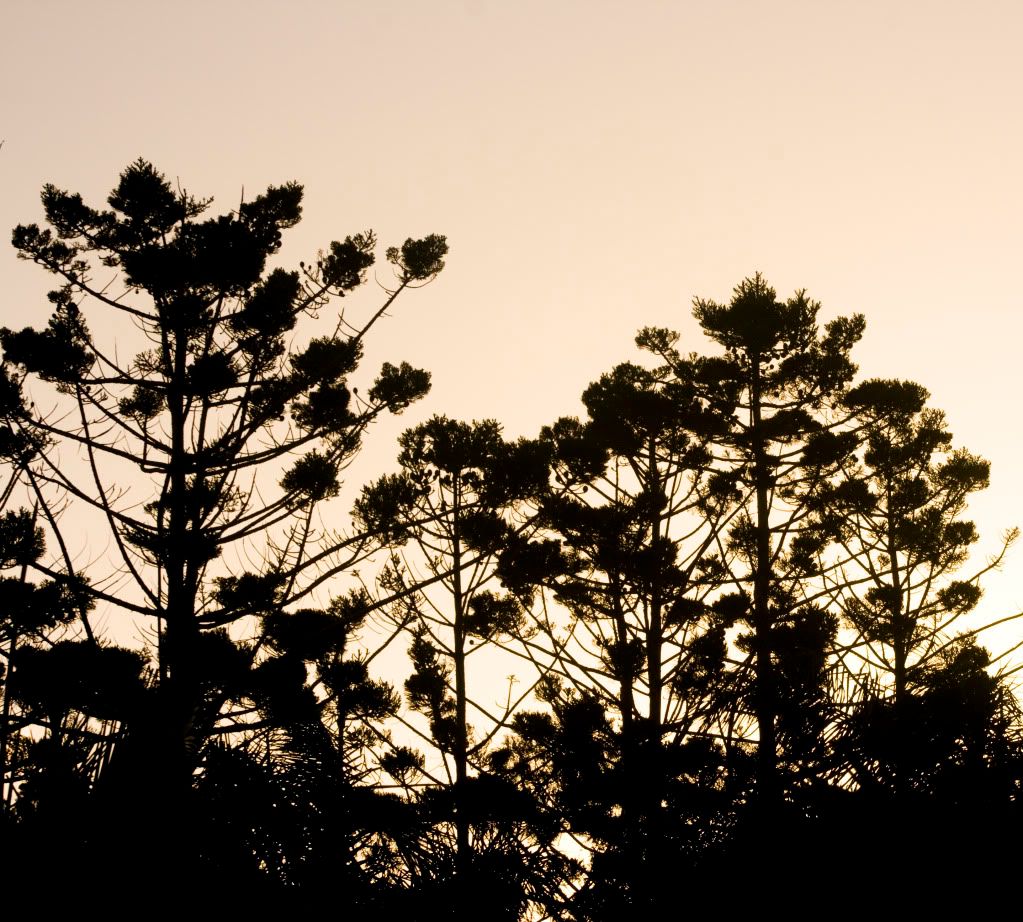 IMAGE: http://i802.photobucket.com/albums/yy304/SuperGuitarBitch/EOS/c78fe57b.jpg