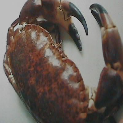 Cómo congelar pescados y mariscos