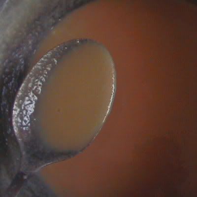 dulces de leche