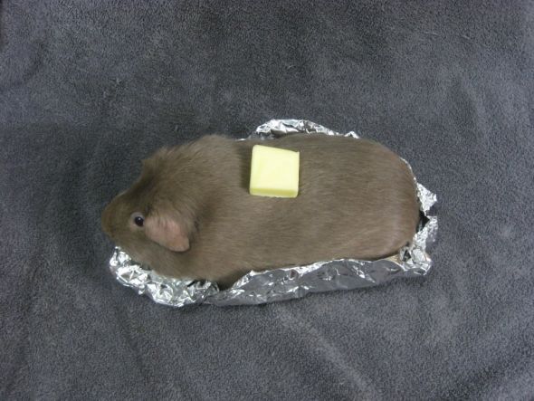 guinea-pig-potato_zps8c49f45e.jpg