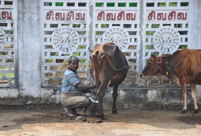 Их быт и нравы: интересные сцены из повседневной жизни (фото)-2