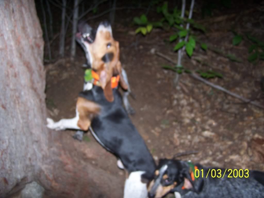 dogs treeing