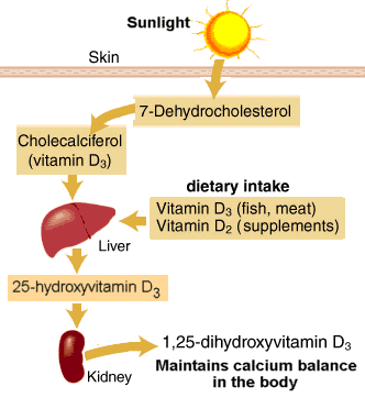 vitamin d photo: vitamin-d-metabolism.gif