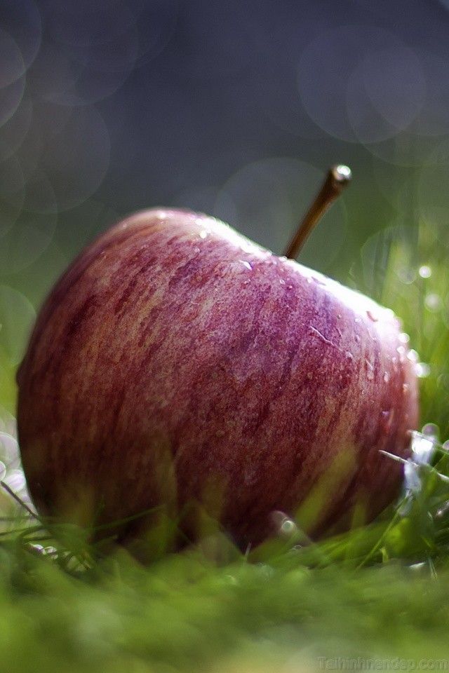 Hình ảnh trái táo