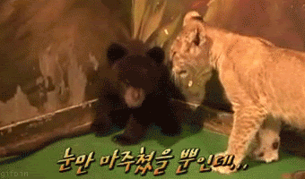 lion vs bear photo: bear vs lion bearcubvslioncub.gif