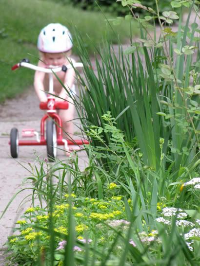 tricycle,todder,baby,garden,sofia,red tricycle,bike,bicycle