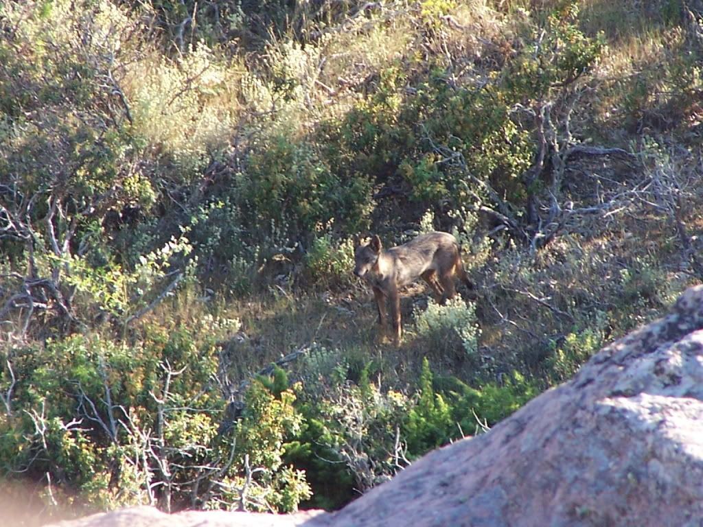 Loba 1