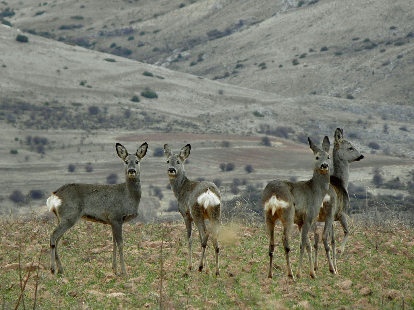 photo Tropigravella de antildeojas_zpscoh46zav.jpg