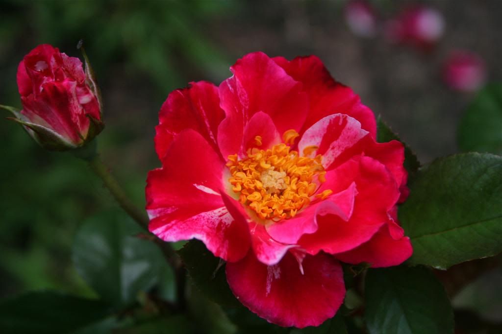 Fourth of July photo IMG_0111_2.jpg