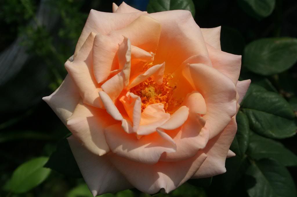  photo IMG_0116_2.jpg