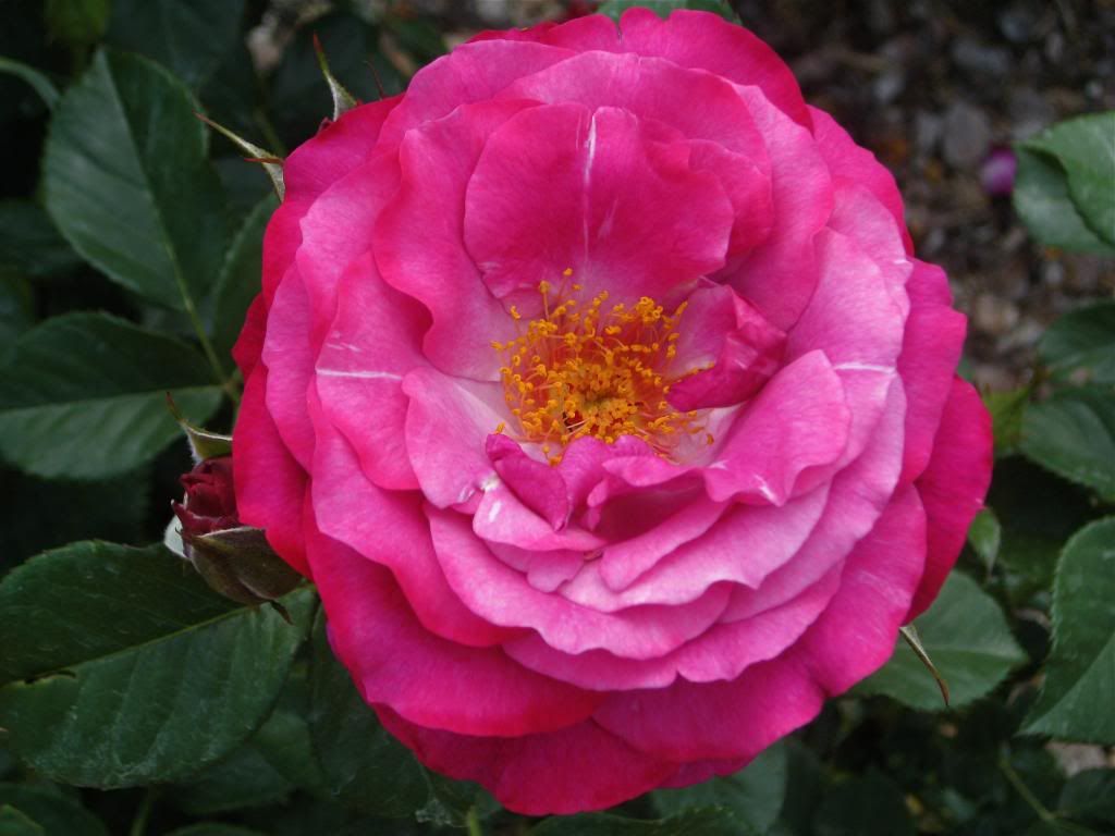 Wild Blue Yonder photo IMG_2879_2.jpg