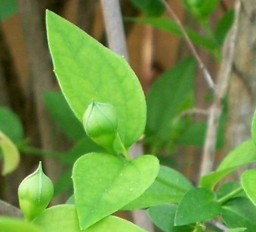 Shrub leaves