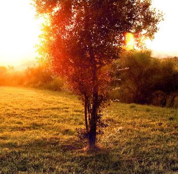 3795229338_b33e6784c3_large.jpg picture by jamiejudy
