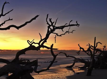 718366194siINblQDriftwoodBeach2.jpg picture by jamiejudy