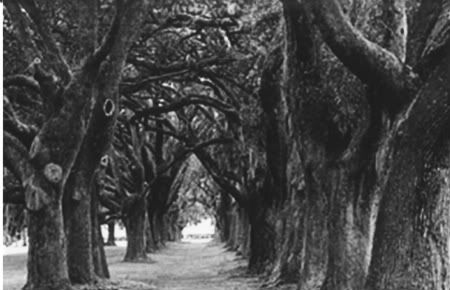 st_simons__georgia.jpg picture by jamiejudy