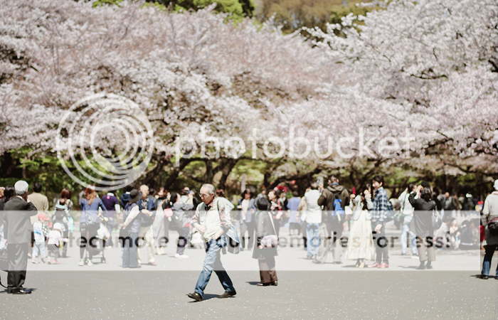 桜の時