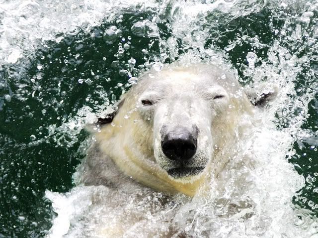 Polar Bear Swim Photo by Aubryknight | Photobucket